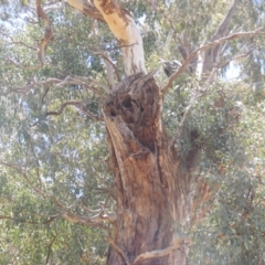 Eucalyptus melliodora at Federal Golf Course - 10 Nov 2019