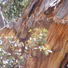 Eucalyptus melliodora at Federal Golf Course - 10 Nov 2019