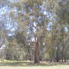 Eucalyptus melliodora (Yellow Box) at Garran, ACT - 10 Nov 2019 by MichaelMulvaney