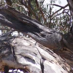 Eucalyptus melliodora at Garran, ACT - 10 Nov 2019