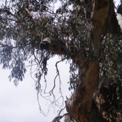 Eucalyptus melliodora at Federal Golf Course - 10 Nov 2019 11:08 AM