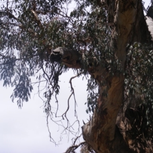 Eucalyptus melliodora at Federal Golf Course - 10 Nov 2019