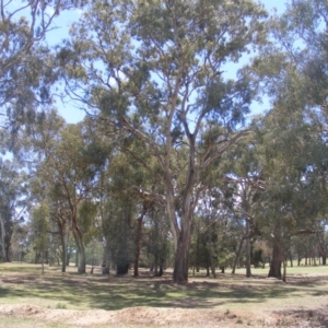 Eucalyptus melliodora at Federal Golf Course - 10 Nov 2019