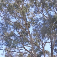 Eucalyptus melliodora at Federal Golf Course - 10 Nov 2019 11:24 AM