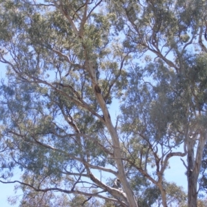 Eucalyptus melliodora at Federal Golf Course - 10 Nov 2019