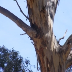 Eucalyptus melliodora at Federal Golf Course - 10 Nov 2019 11:24 AM