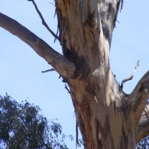 Eucalyptus melliodora at Federal Golf Course - 10 Nov 2019 11:24 AM