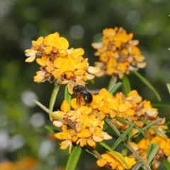 Xylocopa (Lestis) aerata (Golden-Green Carpenter Bee) at ANBG - 15 Nov 2019 by TimL