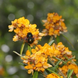 Xylocopa (Lestis) aerata at Hackett, ACT - 15 Nov 2019