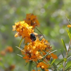 Xylocopa (Lestis) aerata at Hackett, ACT - 15 Nov 2019 12:01 PM