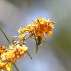 Xylocopa (Lestis) aerata at Hackett, ACT - 15 Nov 2019