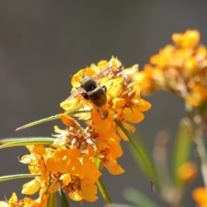 Xylocopa (Lestis) aerata at Hackett, ACT - 15 Nov 2019