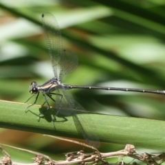 Austroargiolestes icteromelas icteromelas (Common Flatwing) at Quaama, NSW - 1 Jan 2015 by FionaG