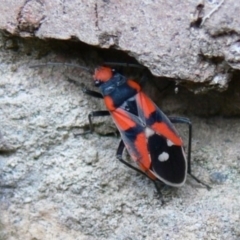 Melanerythrus mactans (A seed bug) at Kambah, ACT - 10 Apr 2009 by HarveyPerkins