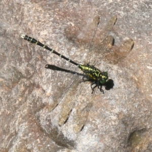 Hemigomphus gouldii at Quaama, NSW - 1 Jan 2015 12:11 PM