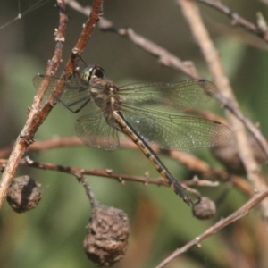 Hemicordulia tau at Quaama, NSW - 6 Apr 2015