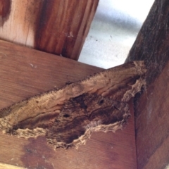 Scioglyptis lyciaria (White-patch Bark Moth) at Quaama, NSW - 31 Dec 2015 by FionaG