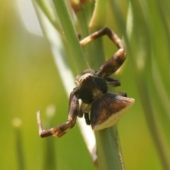 Unidentified Other hunting spider at Biamanga National Park - 17 Jan 2016 by FionaG