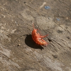 Unidentified Insect at Murrah, NSW - 19 Jan 2016 by FionaG