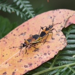 Dindymus versicolor (Harlequin Bug) at Tidbinbilla Nature Reserve - 22 Jan 2012 by HarveyPerkins