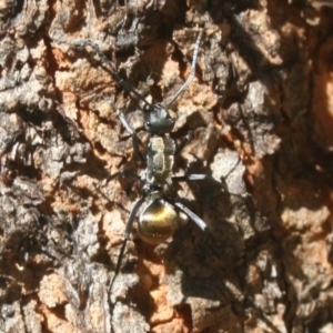 Polyrhachis ammon at Quaama, NSW - 1 Apr 2017 02:15 PM