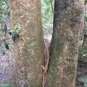 Brachychiton populneus subsp. populneus at Budgong, NSW - 15 Nov 2019