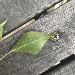 Brachychiton populneus subsp. populneus at Budgong, NSW - 15 Nov 2019