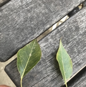 Brachychiton populneus subsp. populneus at Budgong, NSW - 15 Nov 2019