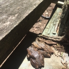 Litoria peronii (Peron's Tree Frog, Emerald Spotted Tree Frog) at Budgong, NSW - 31 Oct 2019 by Ry