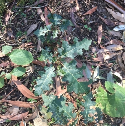 Solanum prinophyllum (Forest Nightshade) at Budgong, NSW - 1 Aug 2019 by Ry