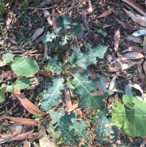 Solanum prinophyllum at Budgong, NSW - 1 Aug 2019