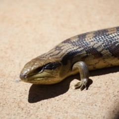 Tiliqua scincoides scincoides (Eastern Blue-tongue) at Murrumbateman, NSW - 15 Nov 2019 by SallyandPeter