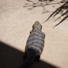 Tiliqua scincoides scincoides at Murrumbateman, NSW - 15 Nov 2019 12:10 PM