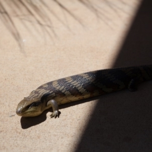 Tiliqua scincoides scincoides at Murrumbateman, NSW - 15 Nov 2019 12:10 PM