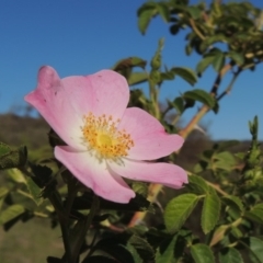 Rosa rubiginosa (Sweet Briar, Eglantine) at Tennent, ACT - 11 Nov 2019 by MichaelBedingfield