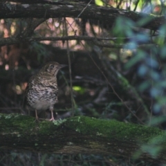 Zoothera lunulata (Bassian Thrush) at Quaama, NSW - 3 Jul 2005 by FionaG