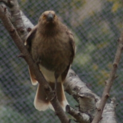 Strepera graculina (Pied Currawong) at Quaama, NSW - 15 Aug 2005 by FionaG