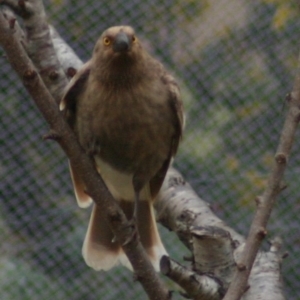 Strepera graculina at Quaama, NSW - 15 Aug 2005