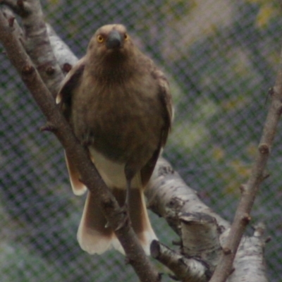 Strepera graculina (Pied Currawong) at Quaama, NSW - 14 Aug 2005 by FionaG