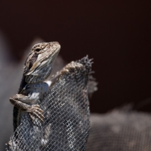 Pogona barbata at Murrumbateman, NSW - suppressed