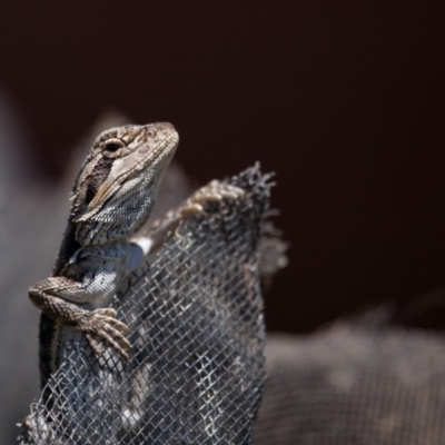 Pogona barbata (Eastern Bearded Dragon) at Murrumbateman, NSW - 23 Oct 2019 by SallyandPeter