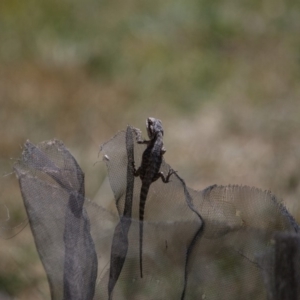 Pogona barbata at Murrumbateman, NSW - suppressed