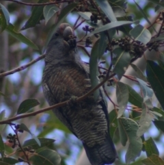 Callocephalon fimbriatum (Gang-gang Cockatoo) at Quaama, NSW - 8 Oct 2005 by FionaG