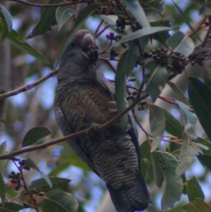 Callocephalon fimbriatum at Quaama, NSW - suppressed