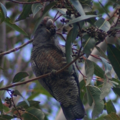 Callocephalon fimbriatum (Gang-gang Cockatoo) at Quaama, NSW - 8 Oct 2005 by FionaG