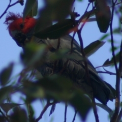 Callocephalon fimbriatum (Gang-gang Cockatoo) at Quaama, NSW - 10 Oct 2005 by FionaG