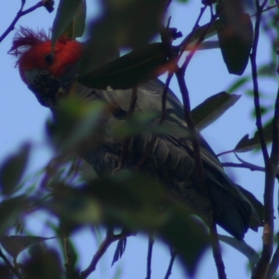 Callocephalon fimbriatum (Gang-gang Cockatoo) at Quaama, NSW - 10 Oct 2005 by FionaG