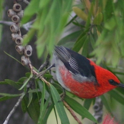 Myzomela sanguinolenta (Scarlet Honeyeater) at Biamanga National Park - 2 Nov 2006 by FionaG