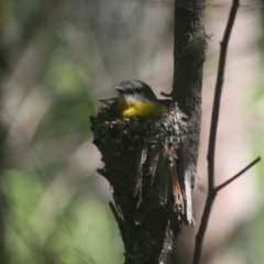 Eopsaltria australis (Eastern Yellow Robin) at Quaama, NSW - 2 Dec 2007 by FionaG