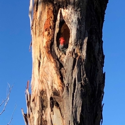 Callocephalon fimbriatum (Gang-gang Cockatoo) at Hughes Garran Woodland - 13 Nov 2019 by ruthkerruish